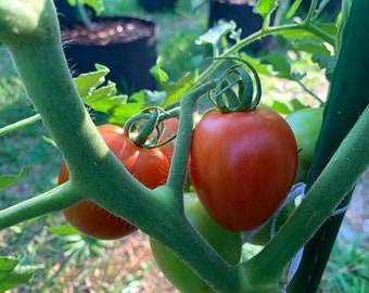 BACK IN STOCK  -  10 Garden Gem Tomato Seeds