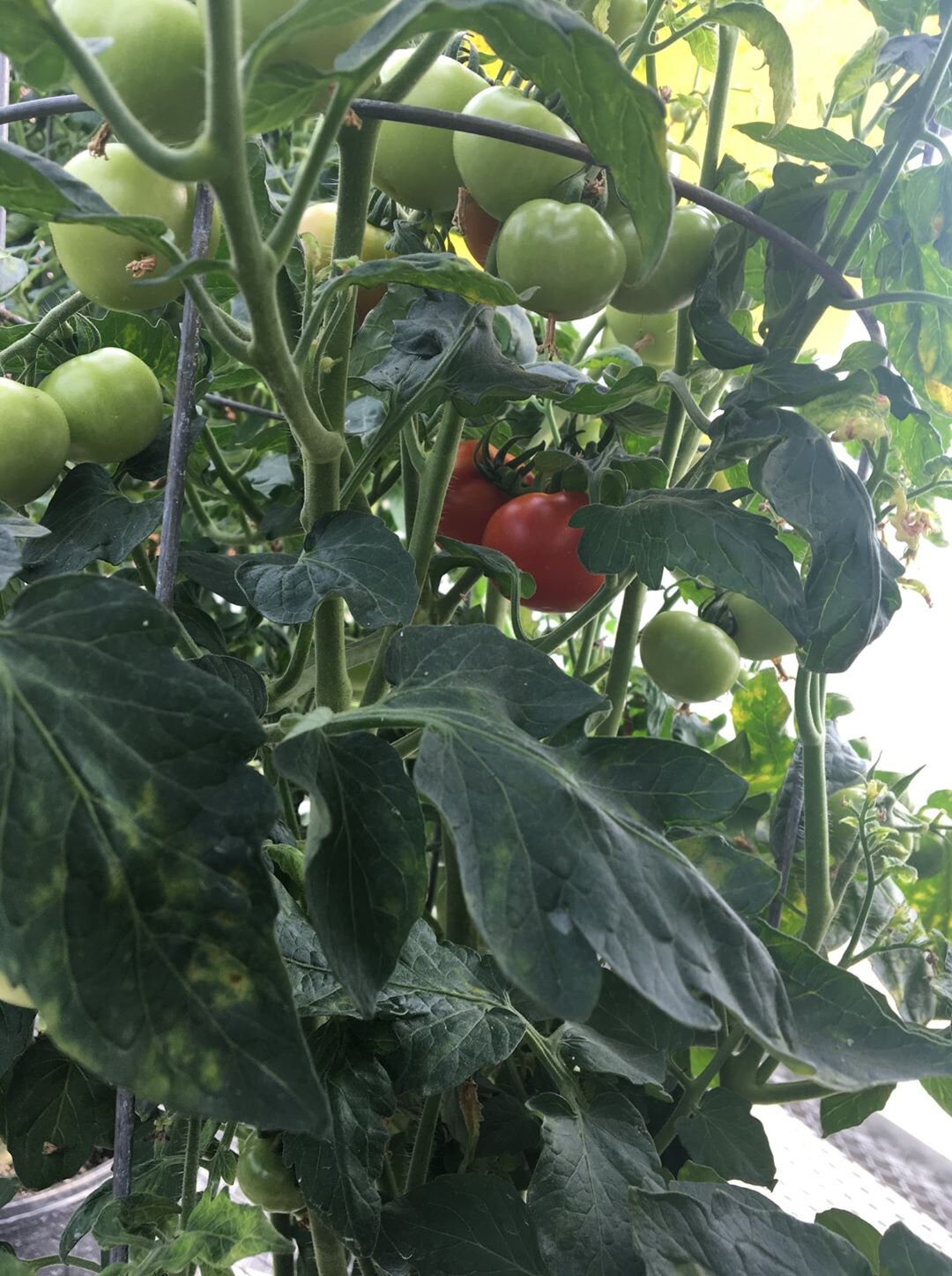 BACK IN STOCK 10 Garden Gem Tomato Seeds Etsy Canada