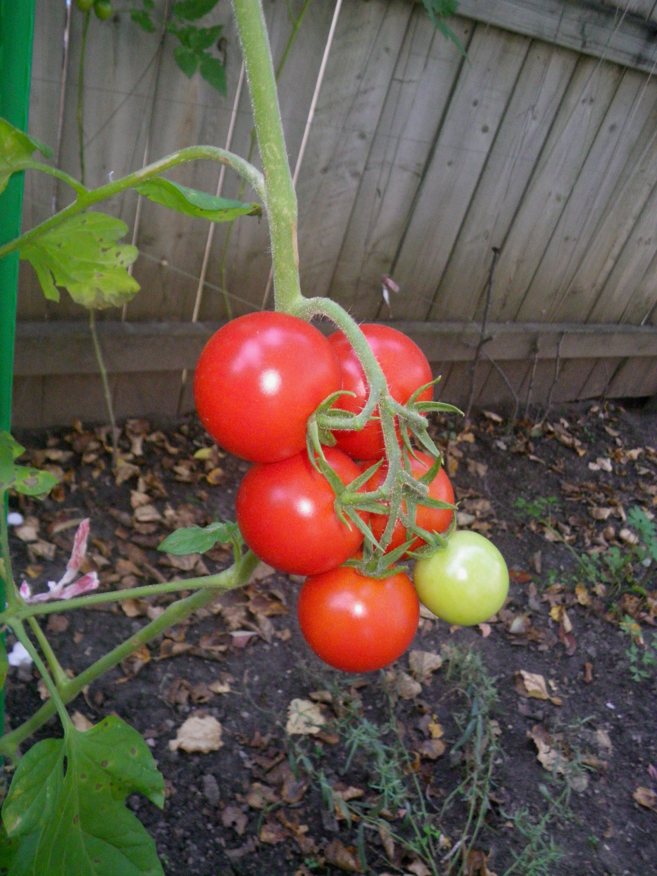 10 Campari Tomato Seeds Etsy Canada