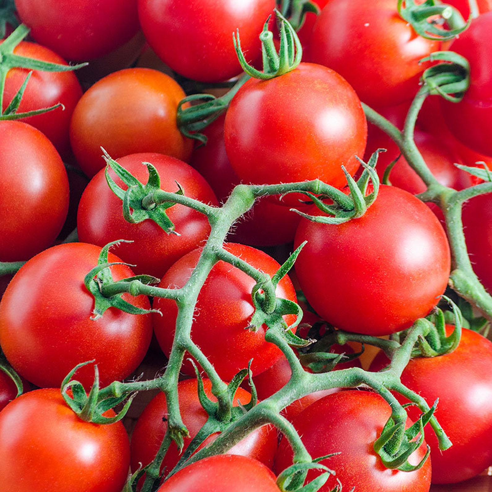 10 Mountain Magic Tomato Seeds Etsy