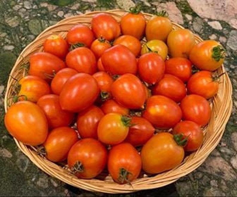 10 Garden Gem Tomato Seeds Etsy