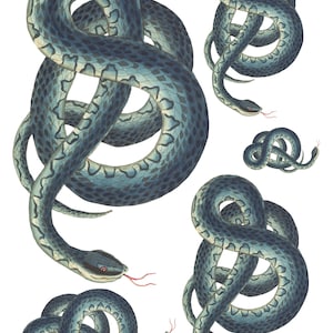 Papel de arroz para decoupage scrapbook artesanato cobra víbora réptil 3094*