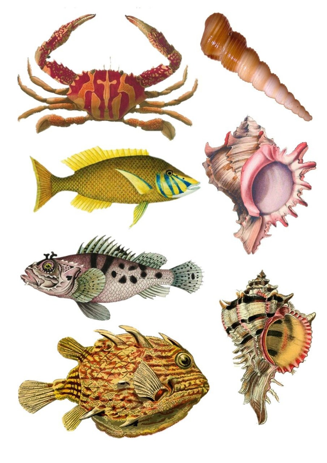 Rice Paper for Decoupage Scrapbook Craft Fish Shell 681 - Etsy
