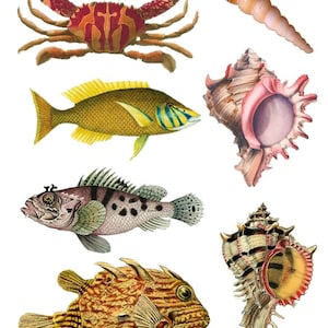 Papel de arroz para decoupage, scrapbooking, artesanía, concha de pescado 681