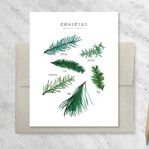 Cartes de vœux de Noël à feuillage persistant avec enveloppes kraft | Jeu de 8 cartes de vœux