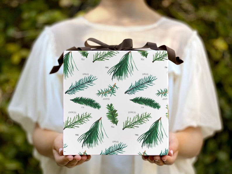 Holiday gift wrap, hand illustrated images of evergreen branches: spruce, cypress, juniper, pine, fir and yew. Fine flat sheet wrapping paper.
