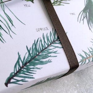 Holiday gift wrap, hand illustrated images of evergreen branches: spruce, cypress, juniper, pine, fir and yew. Fine flat sheet wrapping paper.