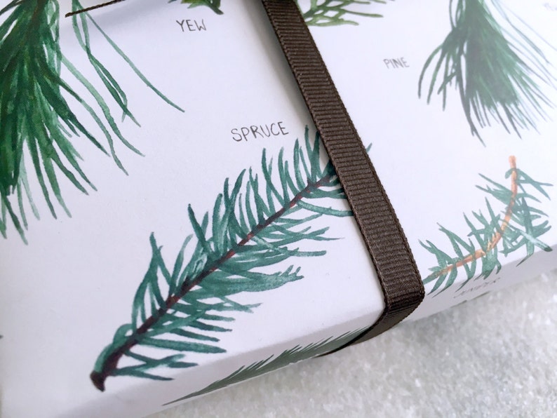 Holiday gift wrap, hand illustrated images of evergreen branches: spruce, cypress, juniper, pine, fir and yew. Fine flat sheet wrapping paper.