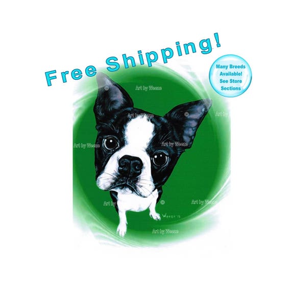 blumoon boston terriers