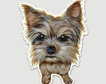 May include: A close-up portrait of a Yorkshire Terrier dog with brown and white fur. The dog has a serious expression and is looking directly at the camera.