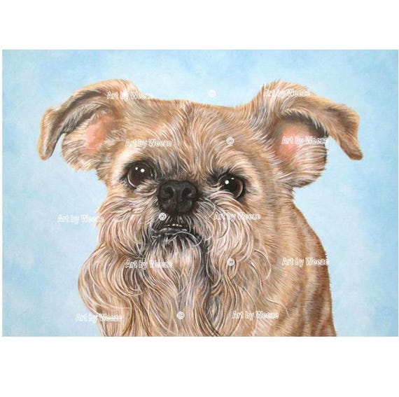 chocolate brussels griffon