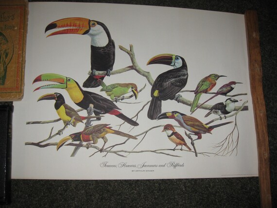 TOUCANS ARACARIS JACAMARS & Puffbirds by Arthur Singer 1961