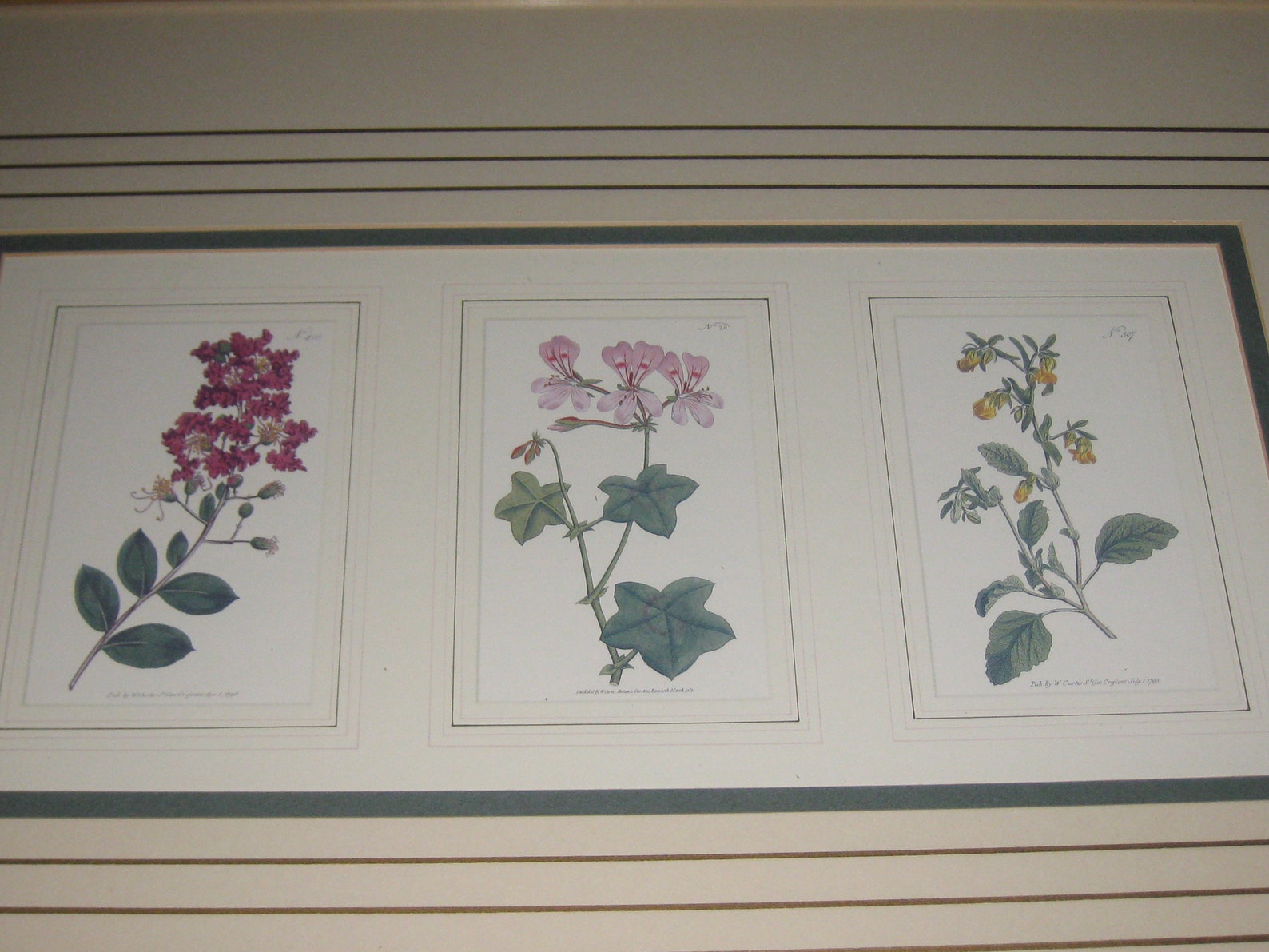 FRANKLIN PICTURE COMPANY Botanical Prints 18 1/2 X 26 Etsy