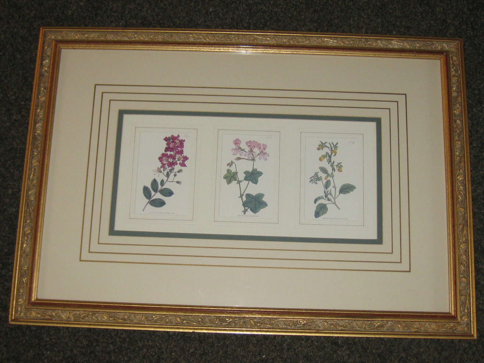 FRANKLIN PICTURE COMPANY Botanical Prints 18 1/2 X 26 Etsy