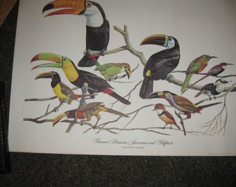 アート・デザイン・音楽 CLASSIC NATURAL HISTORY PRINTS BIRDS Vtg. Arthur Singer Bird Print, Natural History Wall Art