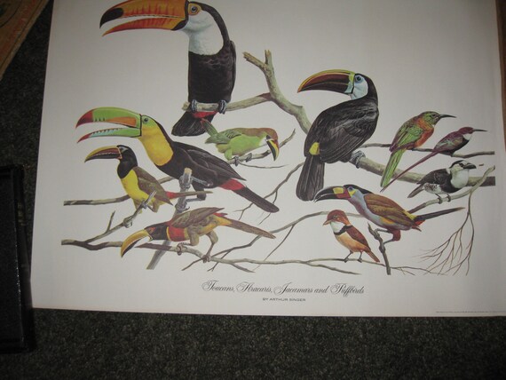 アート・デザイン・音楽 CLASSIC NATURAL HISTORY PRINTS BIRDS アート・デザイン・音楽 CLASSIC NATURAL HISTORY PRINTS BIRDS