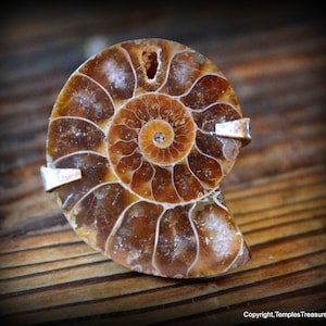 May include: A fossilized ammonite shell with a spiral pattern in shades of brown and white. The shell has a hole drilled through the center and is mounted on a silver pendant.