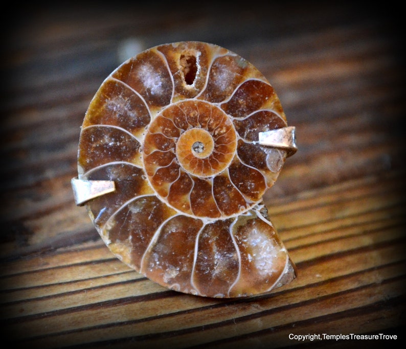 Ammonite and sterling ring size 6 ~ Fibonacci Spiral Ring ~ Fossilized Nautilus Shell Ring ~ Sacred Geometry Sterling Ring ~ Unisex Ring