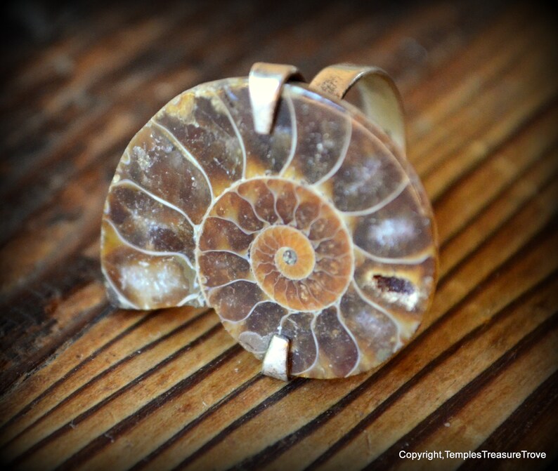 Ammonite and sterling ring size 6 ~ Fibonacci Spiral Ring ~ Fossilized Nautilus Shell Ring ~ Sacred Geometry Sterling Ring ~ Unisex Ring