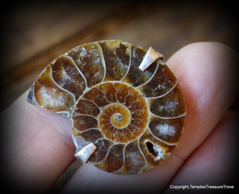 Ammonite and sterling ring size 6 ~ Fibonacci Spiral Ring ~ Fossilized Nautilus Shell Ring ~ Sacred Geometry Sterling Ring ~ Unisex Ring