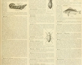 Roycycled Treasures, Entomology, decoupage paper, 18lb 20x30