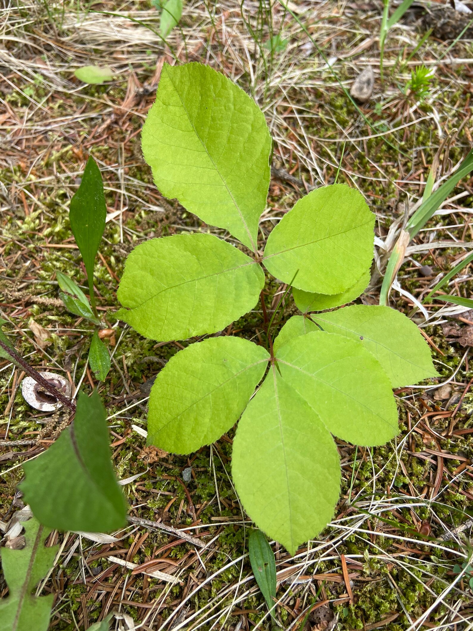One Hickory Tree. Seedling 35 inches tall. Carya. In dirt. Etsy