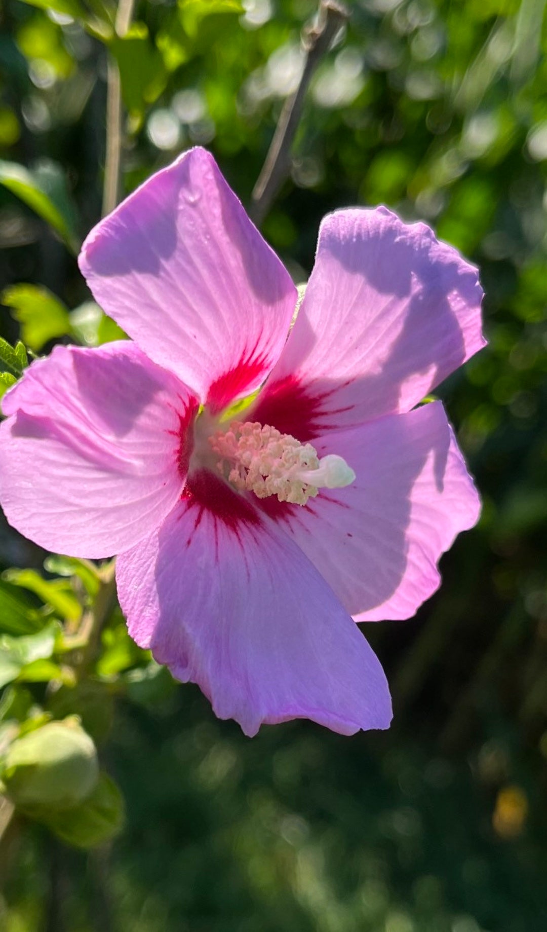 Mixed Colors Rose of Sharon Seeds. 12 Seeds of a Mix of Etsy