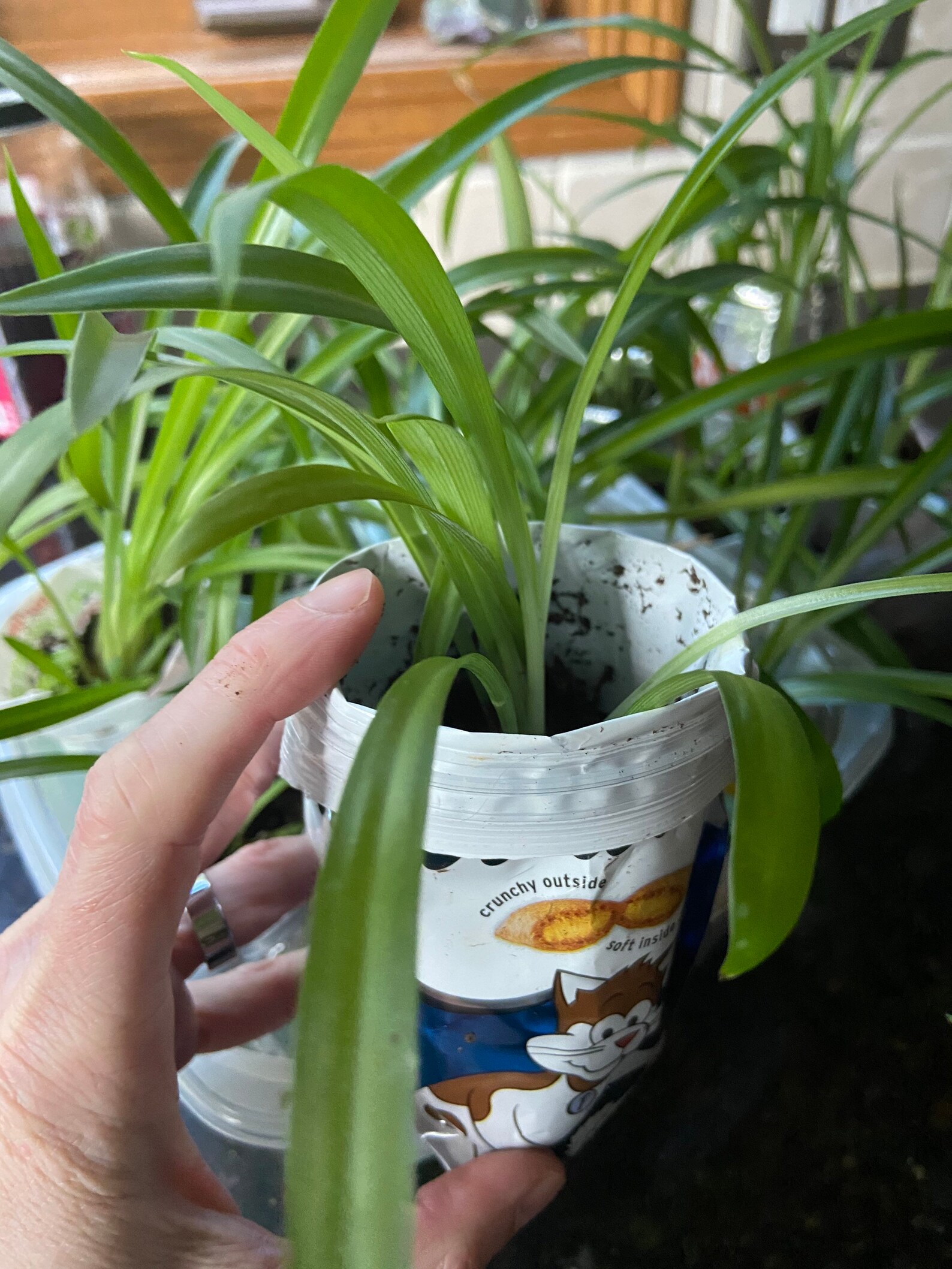 Buy 1 Get 1 All Green Spider Plant. Chlorophytum comosum