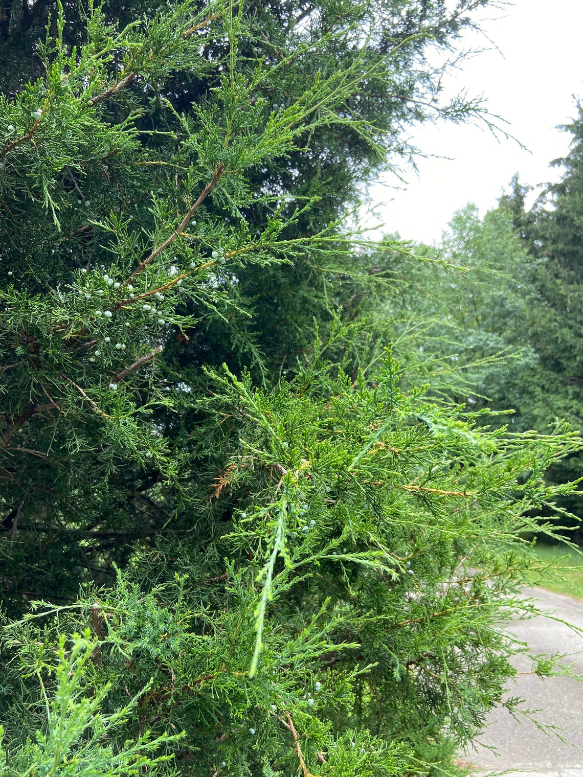 Juniper Fresh Cut Branches. Responsibly Cut Eastern Red Cedar Etsy