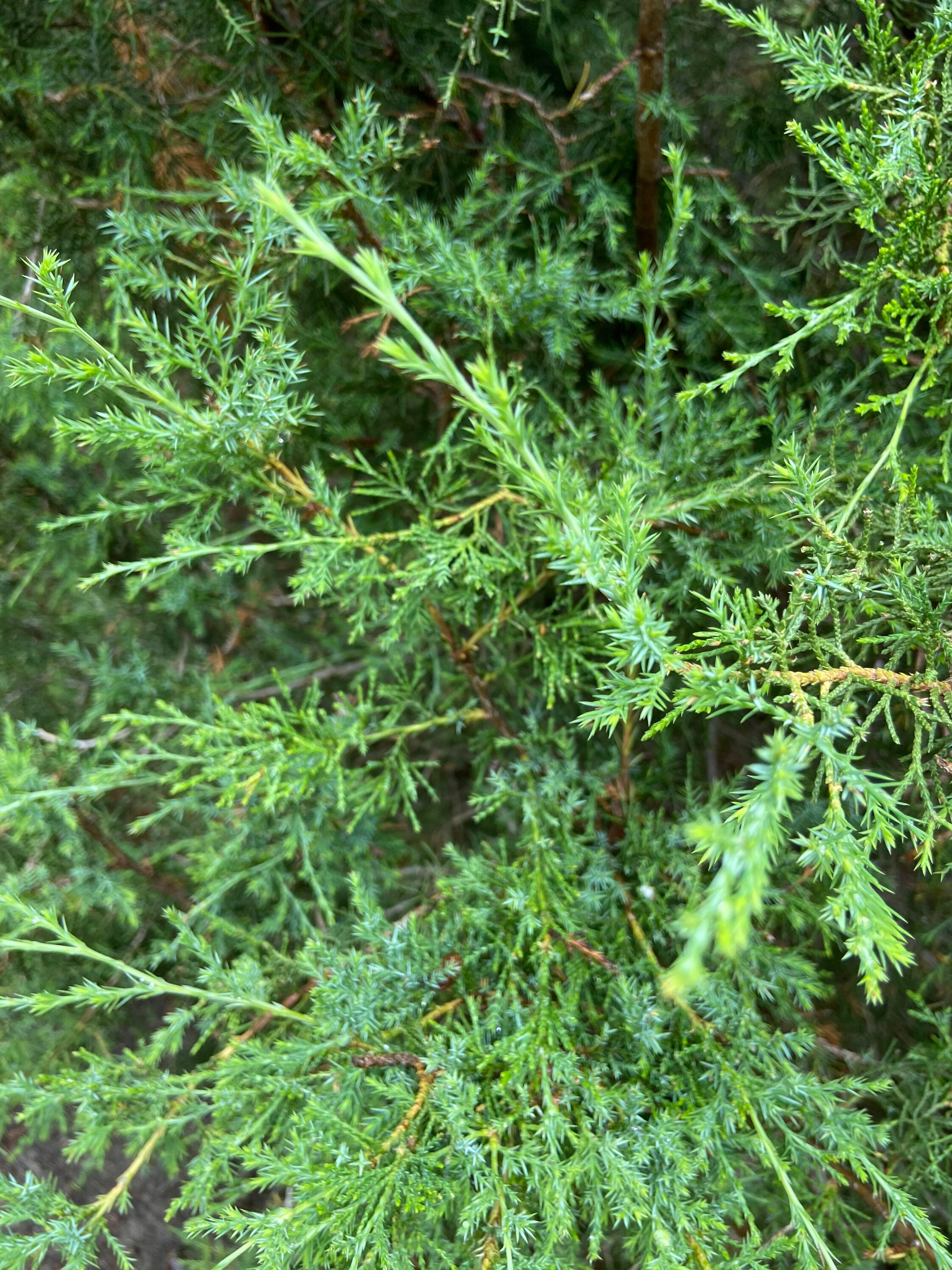 Juniper fresh cut branches. Responsibly cut juniper branches. Etsy