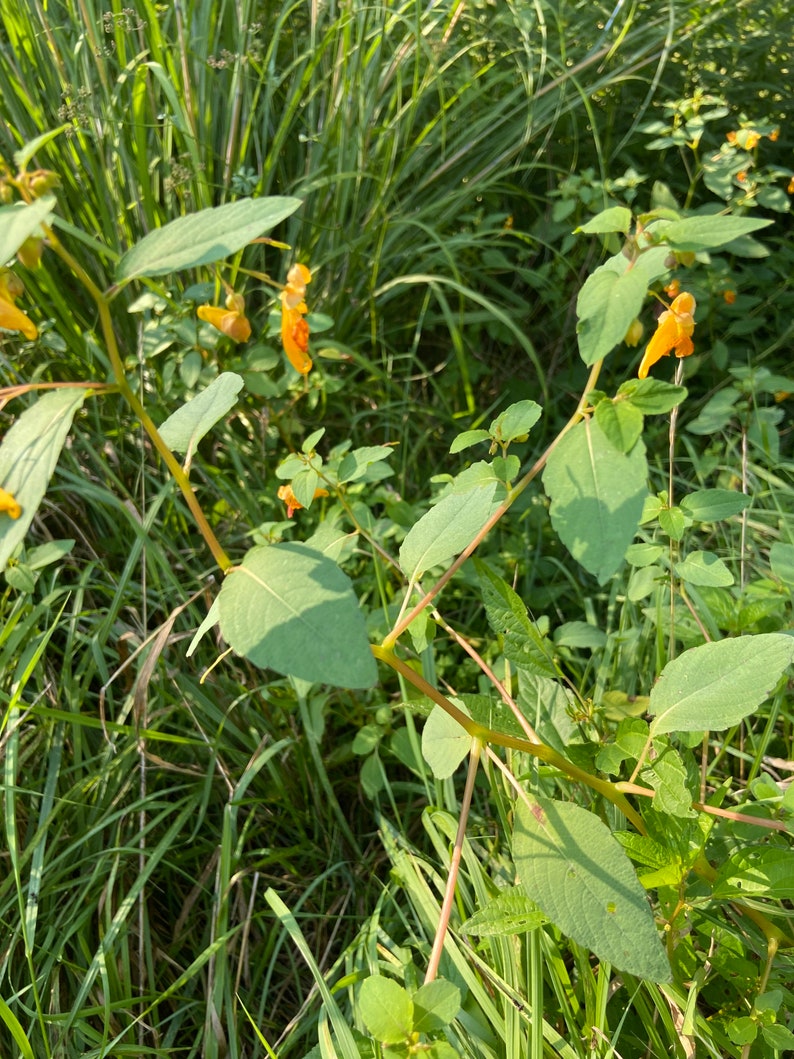 Wild Jewelweed Plants. Orange Jewel Weed. Impatiens Capensis. Etsy