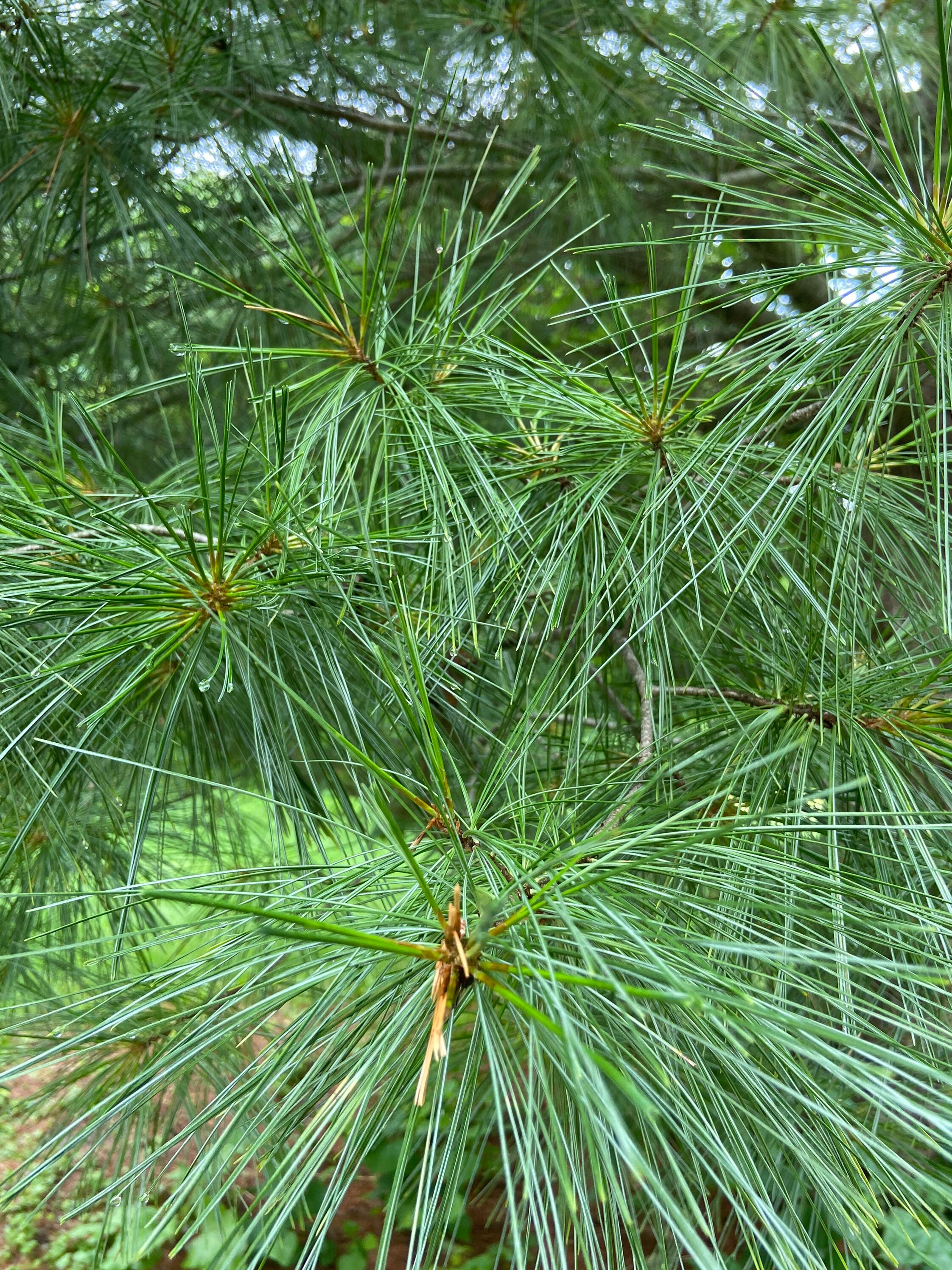 Fresh Cut White Pine Needles. Pinus Strobus Needles and Small Etsy UK