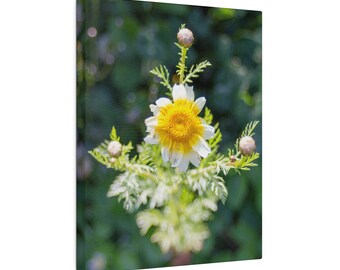 Sacred Geometry Daisy Nature Photography Print - Forest Art Canvas Wall Art