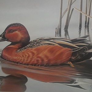 Cinnamon Teal by Gerald Mobley - 1985-86 Federal Duck Stamp Print Artist Signed with matching U. S. Department of the Interior Stamp Hunting