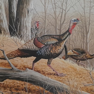 Wooded Seclusion - Turkeys by Maynard Reece - Wild Turkey Stamp Print, artist signed + 1983 Missouri National Wild Turkey Federation Stamp