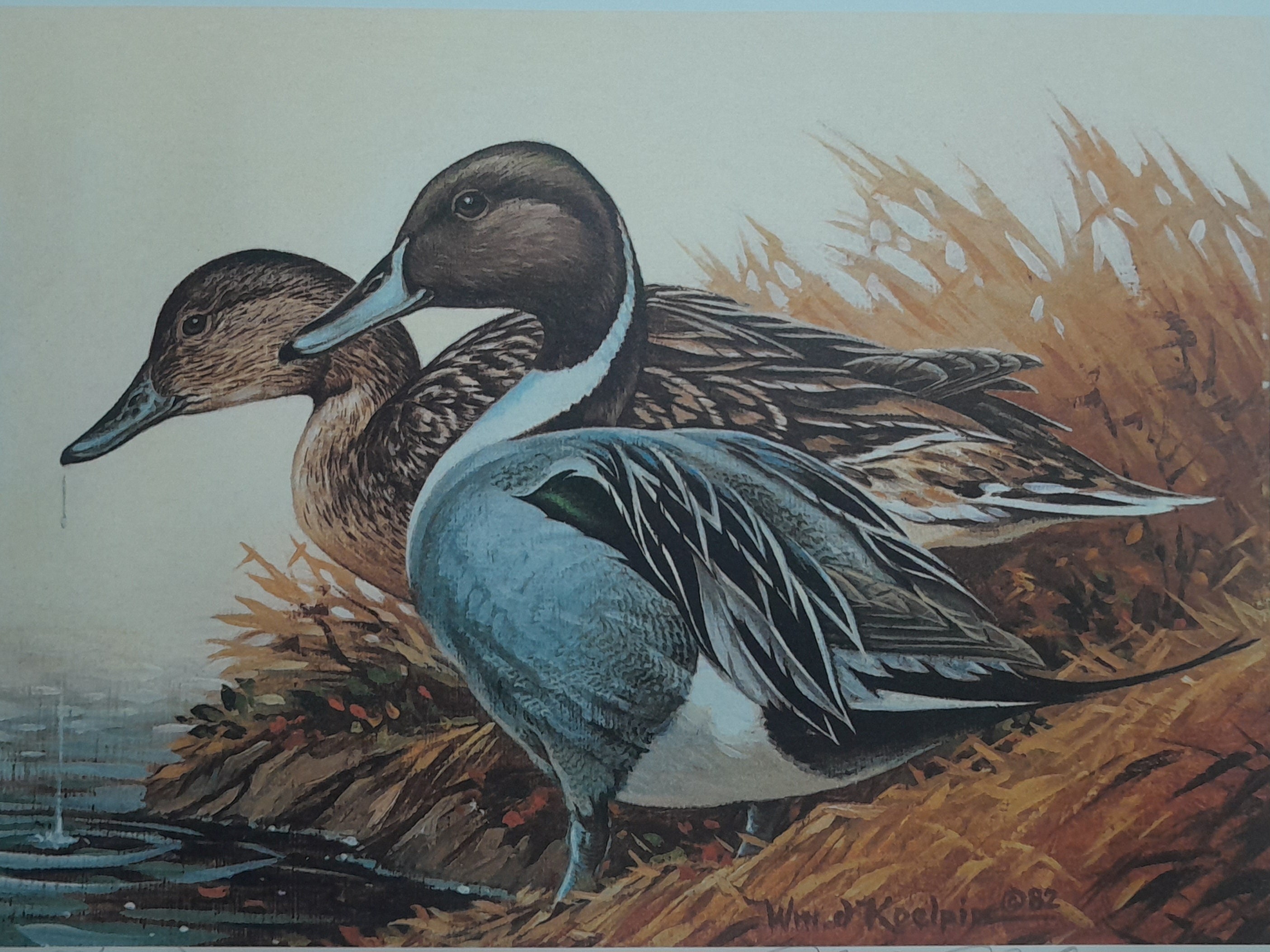 激安スーパーの“売上対決” American Pintails by William J. Koelpin - 1982 Wisconsin 絵画