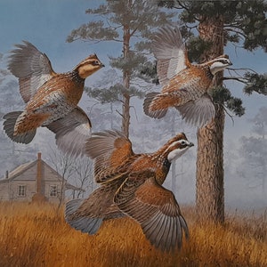 Bobwhite Quail by David Maass - International Quail Foundation - 1982 Research Stamp Print - signed and numbered, Hunting, Conservation