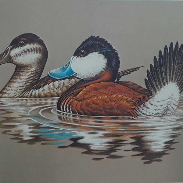 Ruddy Ducks by John S. Wilson - 1981-82 Federal Duck Stamp Print Artist Signed with matching U. S. Department of the Interior Stamp Hunting