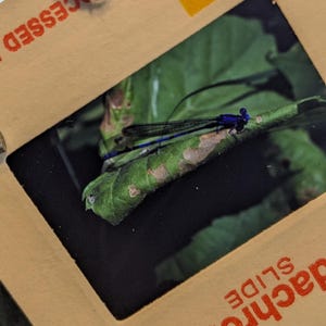 May include: A close-up of a blue and black damselfly perched on a green leaf. The insect has a long, slender body and delicate wings. The image is framed by a vintage Kodak slide mount.