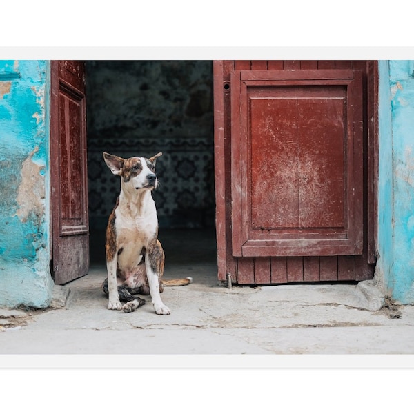 Cuba photography, Cuba travel photography, Cuban decor wall art, Dog in the doorway, home decor, 8x12 photo