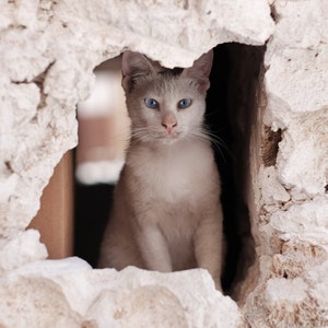 Cat Photography, nature animal print, White Cat, Blue Eyes Kitten, urban cat, white stray cat, city cat, kitty - 8x10 fine art photograph