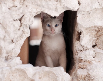 Cat Photography, nature animal print, White Cat, Blue Eyes Kitten, urban cat, white stray cat, city cat, kitty - 8x10 fine art photograph