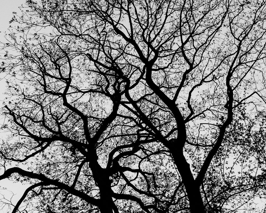Abstract Tree Photography