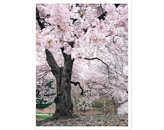 Nature Photography - Central Park Cherry Blossom Delight, Color Photography Print, Blooming cherry blossoms