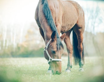 Fotografia de cavalos, fotografia de animais da natureza, cavalo marrom em um campo, foto de cavalo sonhador, arte retrô de cavalo - fotografia de belas artes 8x10