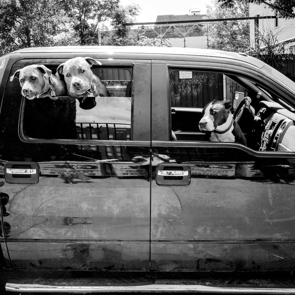 Street Photography - Dog Photo, Three Pit Bulls in a Truck, Pit Bull, dog photo, dog print, animal, dogs - 8x10 black and white photograph