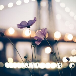 New York Photography - purple flower, Williamsburg Bridge, vintage flow, night lights New York, purple, photo of New York, Williamsburg