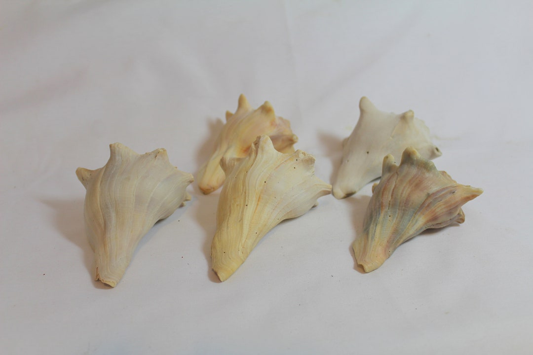 Set of 5 Conch Shells - Med Size 4-4.5 Set of 5 Conch Shells - Med Size 4-4.5