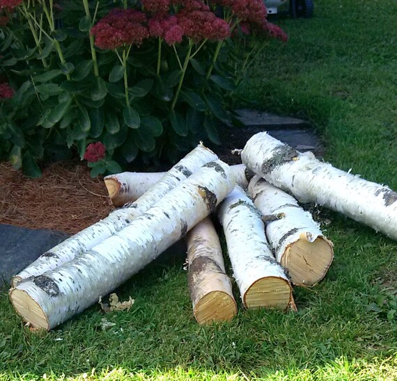 WHITE BIRCH LOGS 2 3 Diameter 18 Long Etsy
