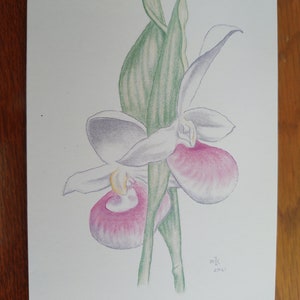 Lady slippers orchid